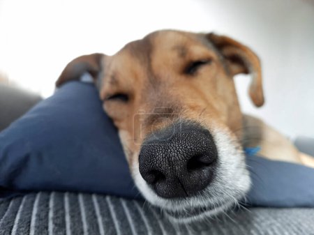 Photo for Cute Ginger dog lies on the bed. Dog lifestyle. Funny Muzzle of mongrel doggy resting on couch. Secret Life of Pets. Close-up of a dog's nose. Comfort of pet in house. Alone at home. - Royalty Free Image