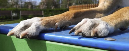 Photo for Long brown paws of lying dog. Dog lifestyle. Headline for article, website, blog, advertisement, pet shop, grooming salon. - Royalty Free Image