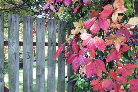 Foto de Hermosas hojas rojas brillantes de uvas silvestres en una antigua valla de madera. Asignación de jardinería. Número 13 en la valla. - Imagen libre de derechos