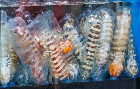 Photo for This photo shows a tank in a seafood store, filled with numerous bottles, each containing a mantis shrimp waiting to be chosen by customers. - Royalty Free Image