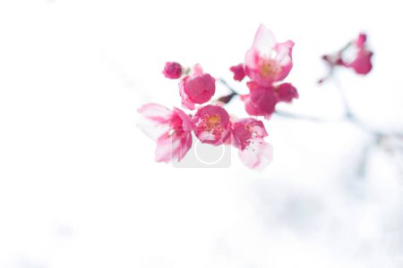 Photo for Cherry blossoms blooming under the warm sunlight, - Royalty Free Image