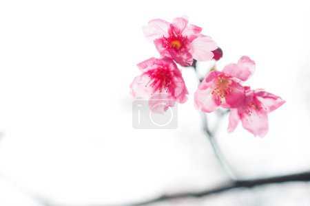 Photo for Cherry blossoms blooming under the warm sunlight, - Royalty Free Image