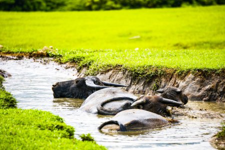 three water buffaloes are enjoying their time soaking in the water