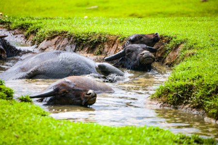 Photo for Three water buffaloes are enjoying their time soaking in the water - Royalty Free Image