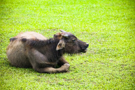 ein Büffel ruht friedlich auf einem saftig grünen Rasen