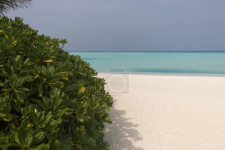 Téléchargez les photos : Superbe plage aux Maldives. Photo de haute qualité - en image libre de droit