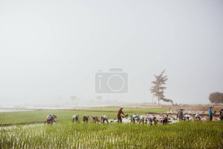 Photo for Myanmar, Shan state, January 15th, 2020: Local farmers are working in the fields. High quality photo - Royalty Free Image