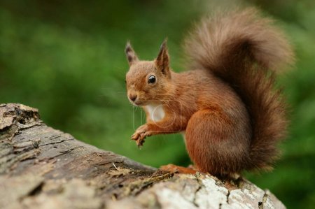 Photo for Eurasian squirrel eats red velvet on branch of tree - Royalty Free Image