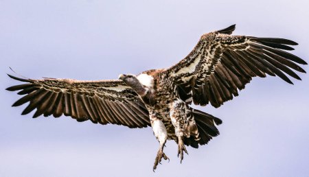 Téléchargez les photos : Un vautour aux ailes ouvertes s'approchant du sol - en image libre de droit