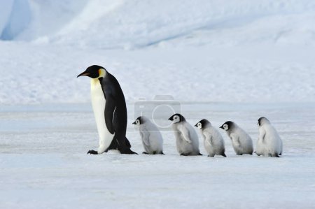 Gentoo-Pinguin-Mutter geht mit ihrem Baby Richtung Meer. Falklandinseln