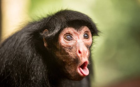Foto de Imagen de la boca agresiva y abierta de cara roja mono araña - Imagen libre de derechos