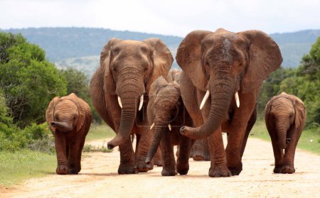 Foto de Elefantes en la sabana de Kenya - Imagen libre de derechos