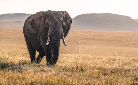 african elephant in the savannah of kenya-stock-photo