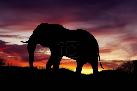 Silhouette eines großen Elefanten, der bei Sonnenaufgang allein auf einem felsigen Berg spaziert
