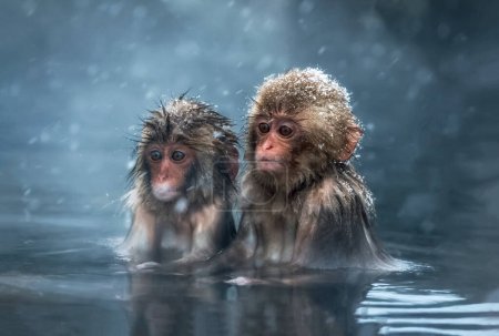 japanese macaque monkey in snow in spring, nagano