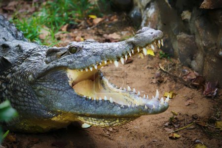Photo for Alligator at zoo, close-up. crocodile, mouth. - Royalty Free Image