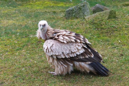 Téléchargez les photos : Gros plan d'un grand vautour à face de sapet ou vautour nubien (Torgos tracheliotos) perché. - en image libre de droit