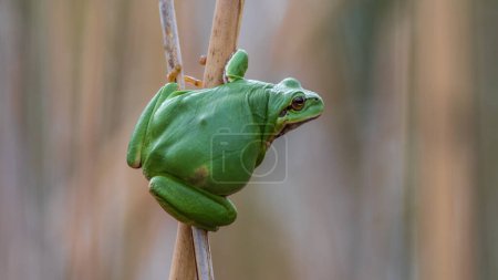 Foto de Vista de cerca de rana verde lindo sentarse en rama de árbol - Imagen libre de derechos