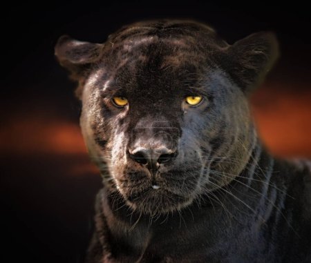 The leopard (Panthera pardus) portrait. Melanistic leopard are also called black panther.