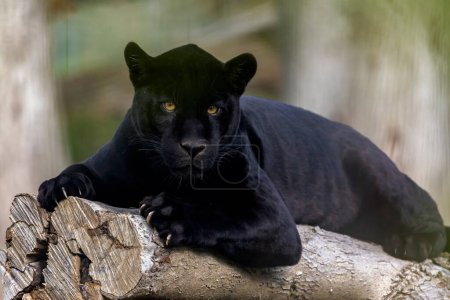 Téléchargez les photos : Portrait du léopard (Panthera pardus). Léopard mélaniste sont également appelés panthère noire. - en image libre de droit