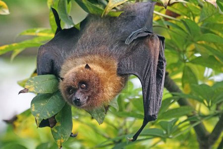 Photo for Selective image of Rodrigues flying fox hanging close to a tree - Royalty Free Image