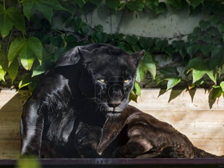 image sélective de Black Jaguar profondément dans une forêt / Black Panther / Jaguar (Panthera Onca)