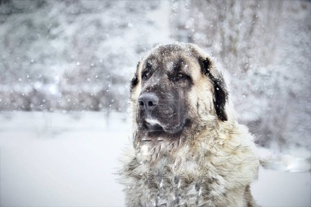 Photo for Selective image of Caucasian Shepherd Dog is lying outside on a cold winter day with snow on his face - Royalty Free Image