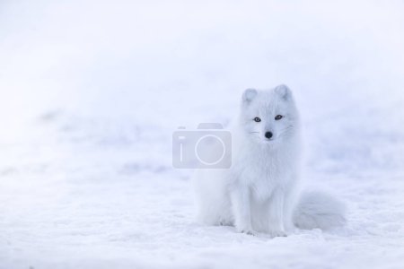 image sélective du renard arctique dans la neige en hiver.