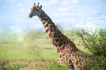 Photo for Giraffe in front of Kilimanjaro mountain - Amboseli national park Kenya - Royalty Free Image