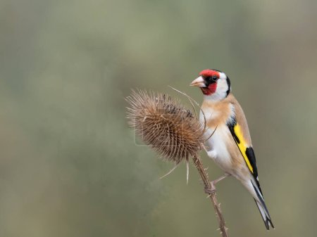 Photo for Selective image of Goldfinch Greeting Card with Sound Perched on a Branch of thistle - Royalty Free Image