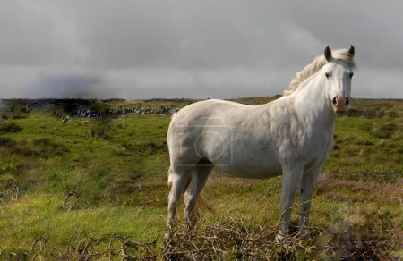 Photo for Selective image of Eriskay Pony, Isle of Eriskay stand in green grass - Royalty Free Image