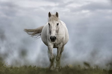 Selektives Bild eines am Strand galoppierenden weißen Pferdes