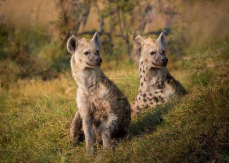 Téléchargez les photos : Image sélective de deux peuplements d'hyènes tachetées dans l'herbe verte - en image libre de droit
