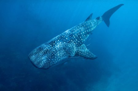 selective image of  whale shark underwater, the largest fish in the world