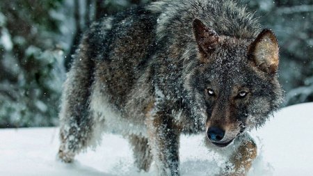 Téléchargez les photos : Image sélective du loup se faufile à travers la forêt d'automne loup gris également connu sous le nom de loup de bois - en image libre de droit