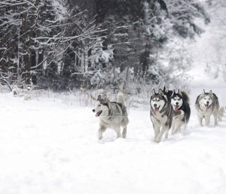 Foto de Husky trineo perro corriendo en la nieve - Imagen libre de derechos