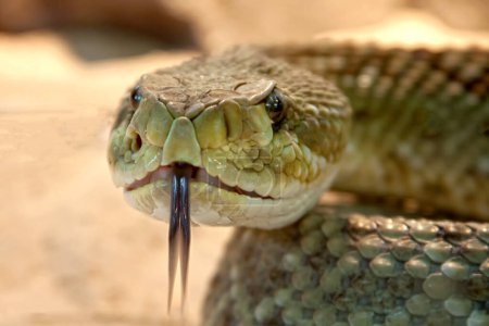 Foto de Imagen selectiva del rey Cobra mostrando su Tung mirando directamente a la cámara - Imagen libre de derechos