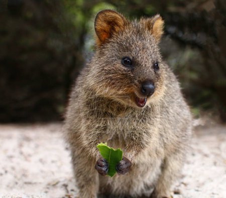 Photo for Selective image of quokka eating leaf.  the happiest animal on Earth - Royalty Free Image