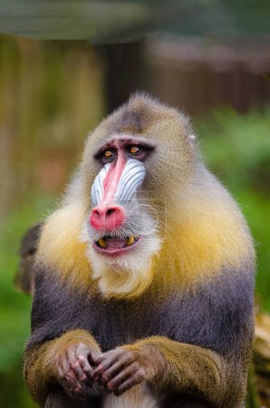 Photo for Selective image of mandrill brown Monkey looking in the camera - Royalty Free Image