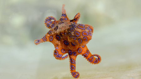 Photo for Selective image of Greater blue-ringed octopus under deep water - Royalty Free Image