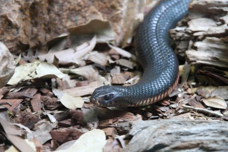 Photo for Selective image of Red-bellied black snake - Royalty Free Image