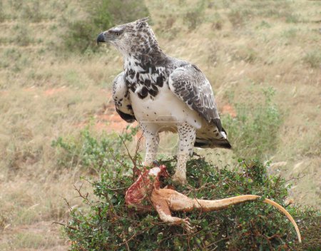 selective image of Martial Eagle Hunting chameleon during day time