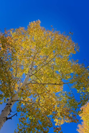 Téléchargez les photos : Levant les yeux vers un tremble jaune contre un ciel bleu à l'automne, Flagstaff, Arizona. - en image libre de droit