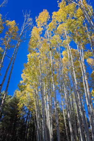 Téléchargez les photos : Levant les yeux vers des trembles jaunes contre un ciel bleu à l'automne, Flagstaff, Arizona. - en image libre de droit