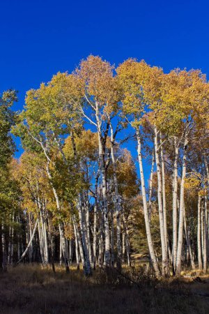 Téléchargez les photos : Stylos jaunes contre un ciel bleu à l'automne, Flagstaff, Arizona. - en image libre de droit
