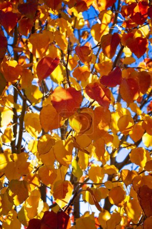 Téléchargez les photos : Gros plan de feuilles jaune vif et rouge à l'automne, Cottonwood, Arizona. - en image libre de droit