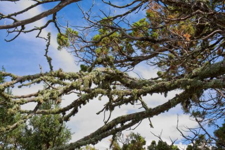 Téléchargez les photos : Branches d'un vieux sempervirent avec de la mousse qui pousse dessus. À Anderson Mesa, près de Flagstaff, Arizona. Un ciel bleu avec des nuages est en arrière-plan. - en image libre de droit