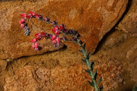 Téléchargez les photos : Une vigne avec des fleurs rouges contre un mur de pierre à l'Arboretum Boyce Thompson, Arizona. - en image libre de droit