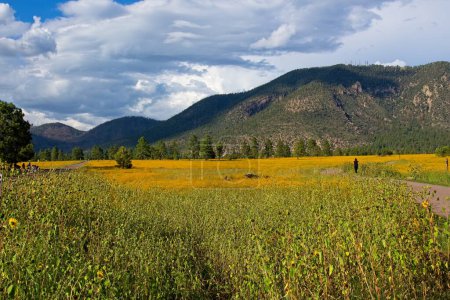 Téléchargez les photos : Une personne qui marche à travers une mer de fleurs sauvages jaunes à Buffalo Park, Flagstaff, Arizona. Les montagnes sont en arrière-plan, les nuages remplissent le ciel et les pins sont en arrière-plan. - en image libre de droit