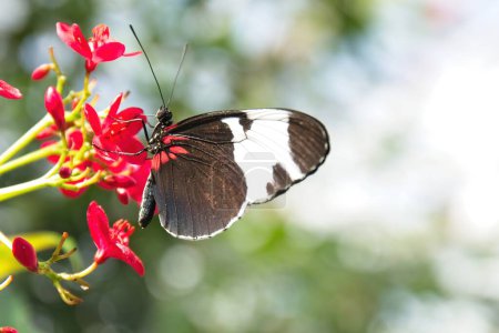Téléchargez les photos : Longwing noir et blanc, Heliconius cydno, papillon se nourrissant de fleurs rouges. - en image libre de droit